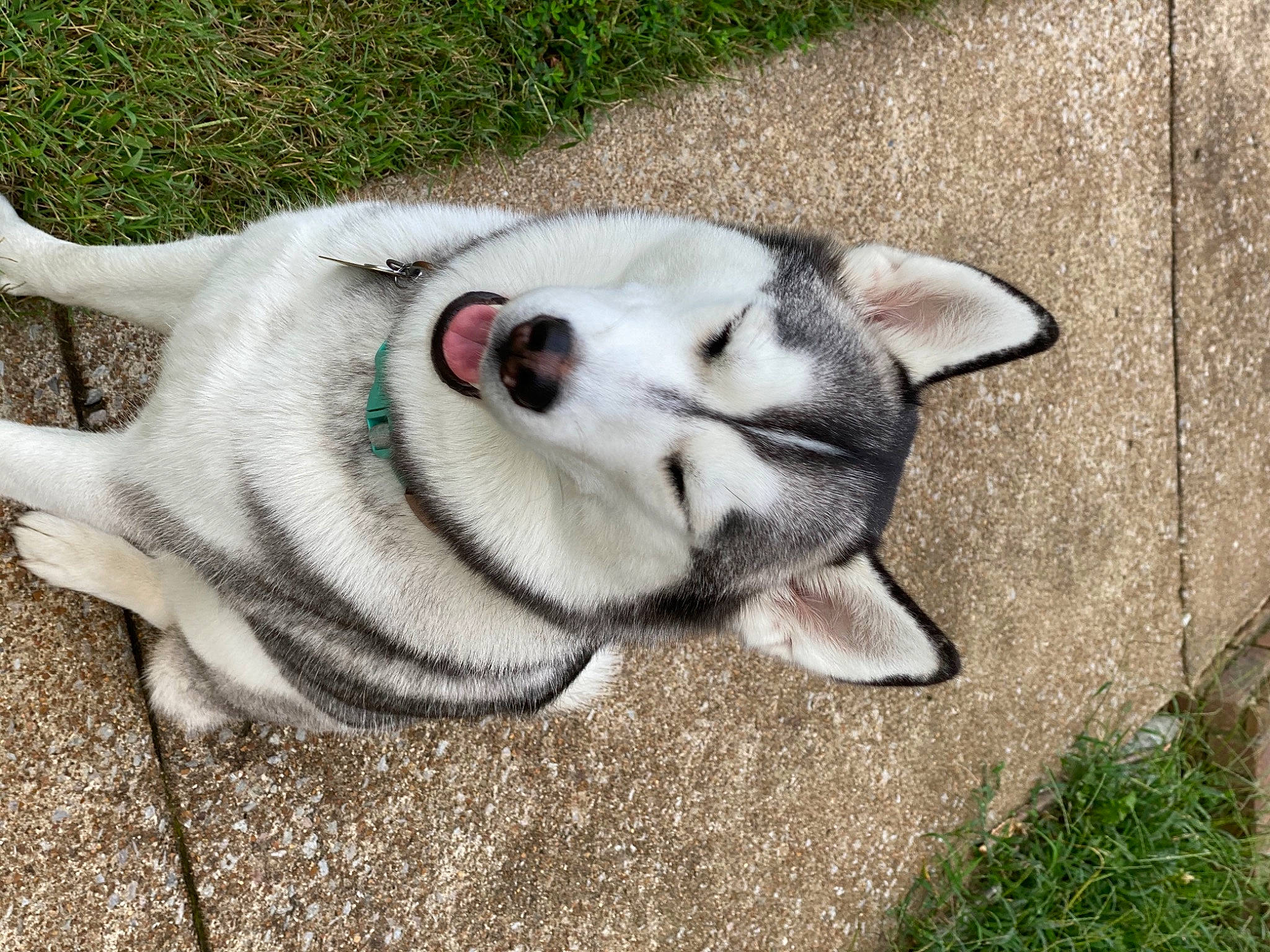 Akira is registered to the contest to win money with this photo: alaskan_malamute, canidae, carnivore, companion_dog, dog, dog_breed, grass, jamthund, labrador_husky, mammal, northern_inuit_dog, norwegian_elkhound, nose, rare_breed_dog, siberian_husky, snout, sporting_group, tail, vertebrate, wolfdog