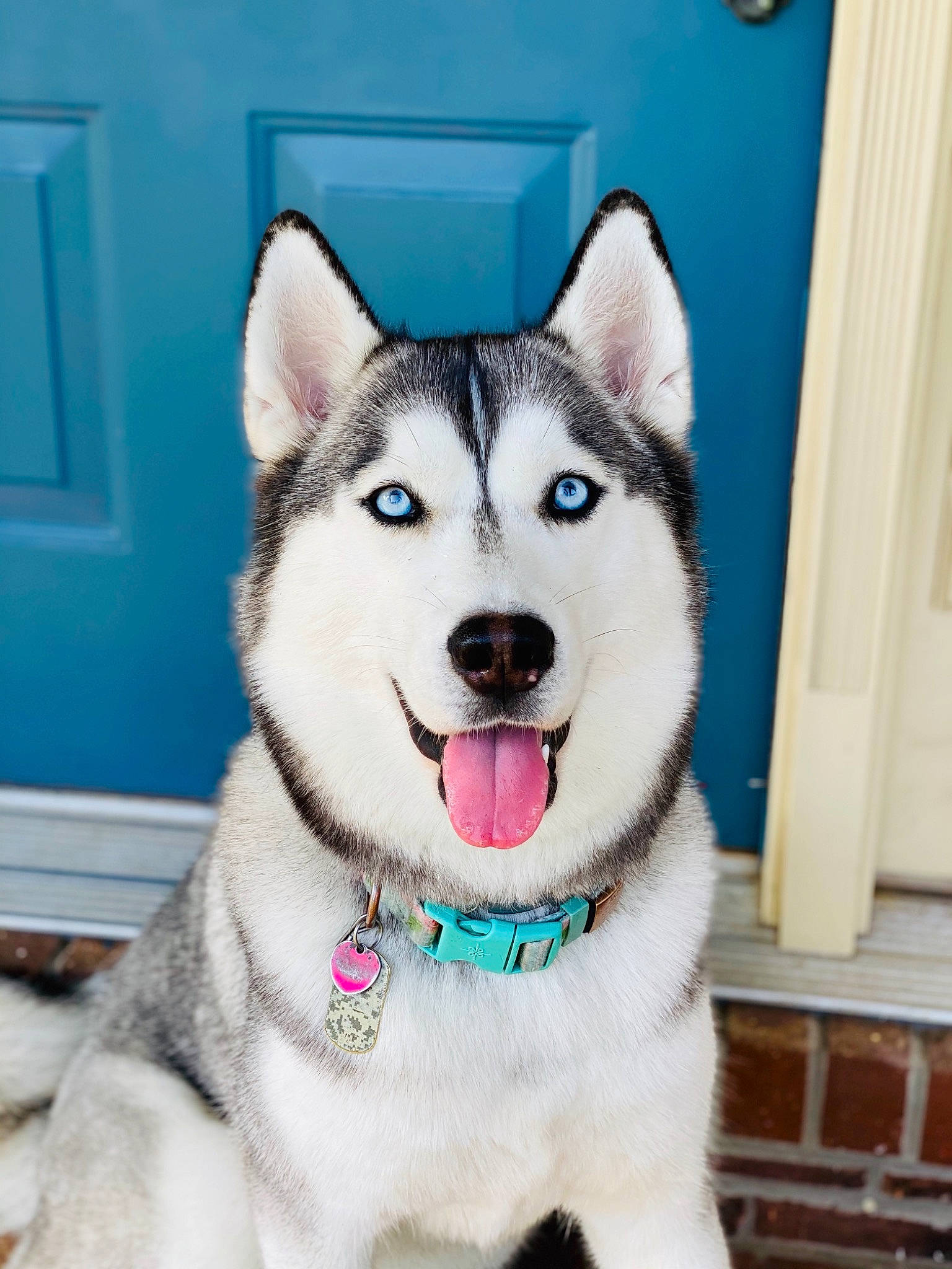 Akira is registered to the contest to win money with this photo: alaskan_klee_kai, alaskan_malamute, canadian_eskimo_dog, canidae, carnivore, dog, dog_breed, greenland_dog, mammal, miniature_siberian_husky, native_american_indian_dog, northern_inuit_dog, sakhalin_husky, seppala_siberian_sleddog, siberian_husky, sled_dog, snout, tamaskan_dog, vertebrate, wolfdog
