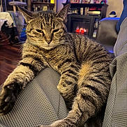 Ozzy joined the competition — help win amazing prizes! cat, tabby_cat, pet, feline, whiskers, paws, fur, close_up, portrait, indoor, couch, sofa, living_room, fireplace, cozy, relaxed, sleepy, furniture, hardwood_floor, bookshelf