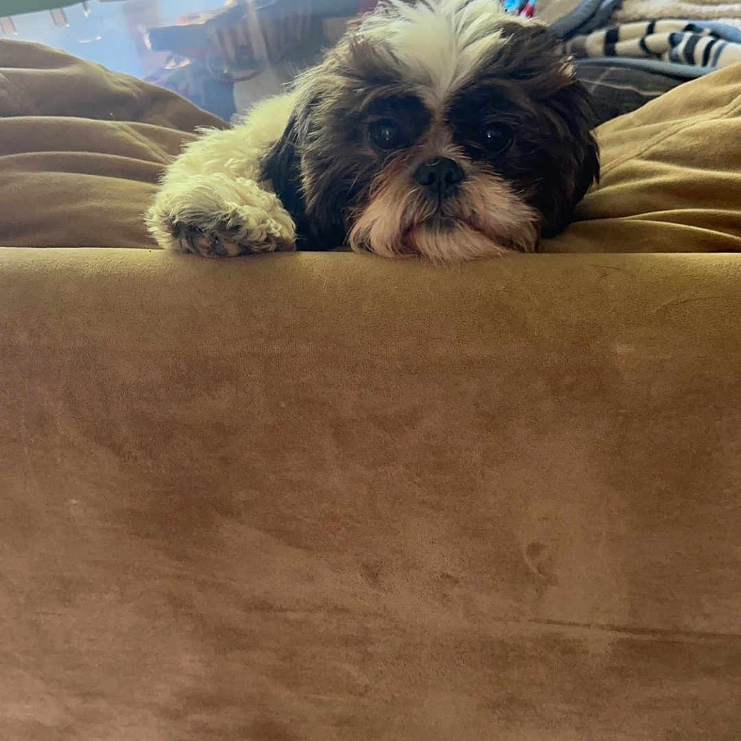 Zeus joined the competition — help win amazing prizes! affenpinscher, animal, architecture, building, canine, couch, cushion, dog, face, furniture, head, homedecor, indoors, interiordesign, livingroom, person, pet, puppy, room, terrier