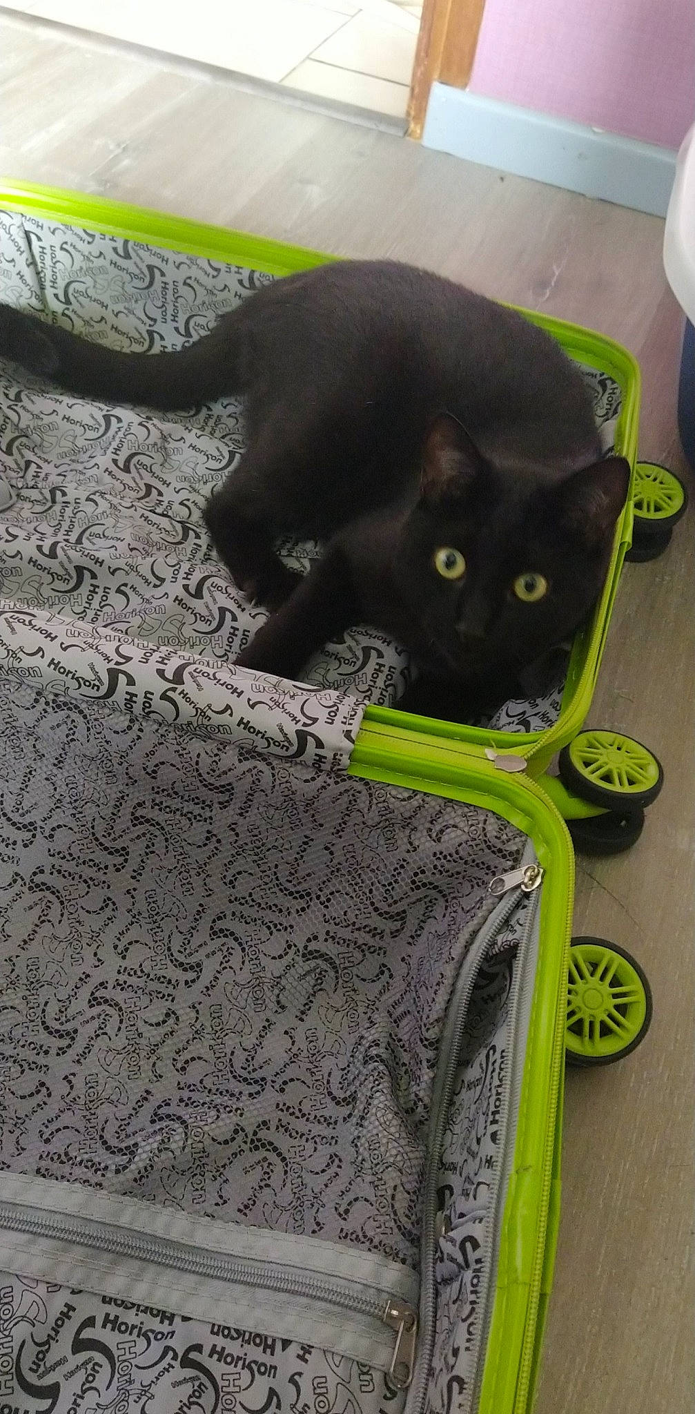 Churchill participe au concours pour gagner de l'argent avec cette photo : automotive_tire, bag, black_cat, bombay, carnivore, cat, domestic_short_haired_cat, felidae, floor, flooring, fur, grass, green, grey, luggage_and_bags, plant, small_to_medium_sized_cats, snout, tail, whiskers