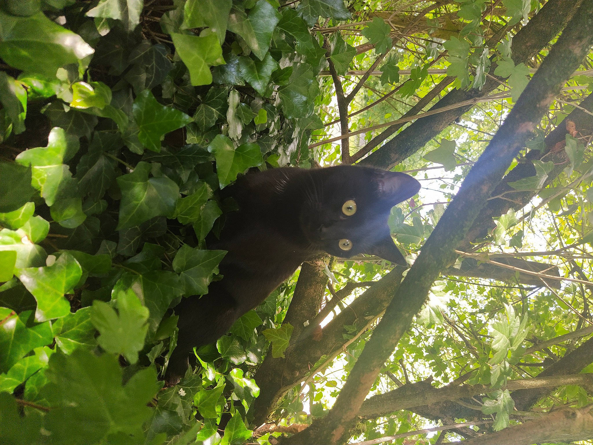 Churchill participe au concours pour gagner de l'argent avec cette photo : black_cat, bombay, branch, carnivore, cat, felidae, flowering_plant, grass, groundcover, herb, plant, shade, shadow, small_to_medium_sized_cats, tail, terrestrial_animal, tints_and_shades, tree, trunk, twig