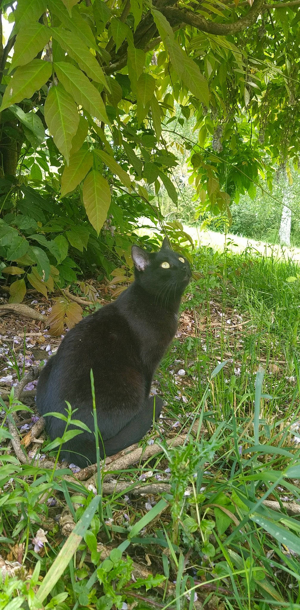 Churchill a rejoint le concours — aidez-le/la à gagner de superbes lots ! black_cat, bombay, carnivore, cat, domestic_short_haired_cat, felidae, fur, garden, grass, groundcover, jungle, leaf, plant, shrub, small_to_medium_sized_cats, snout, tail, terrestrial_animal, tree, whiskers