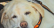 Blondie a rejoint le concours — aidez-le/la à gagner de superbes lots ! animal, blanket, calm, canine, closeup, companion, cute, dog, fur, harness, indoors, labrador, mammal, paw, pet, relaxed, resting, sleepy, soft, yellow_labrador