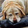 animal, bed, canine, close_up, cushion, dog, ears, fur, golden_retriever, head, labrador, nap, outdoor, peaceful, pet, relaxed, resting, sleeping, snout, wooden_deck