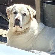Blondie a rejoint le concours — aidez-le/la à gagner de superbes lots ! animal, backyard, canine, closeup, companion, daylight, dog, ears, face, fur, labrador, lounging, nose, outdoor, pet, portrait, relaxed, shadow, sunlight, white_dog