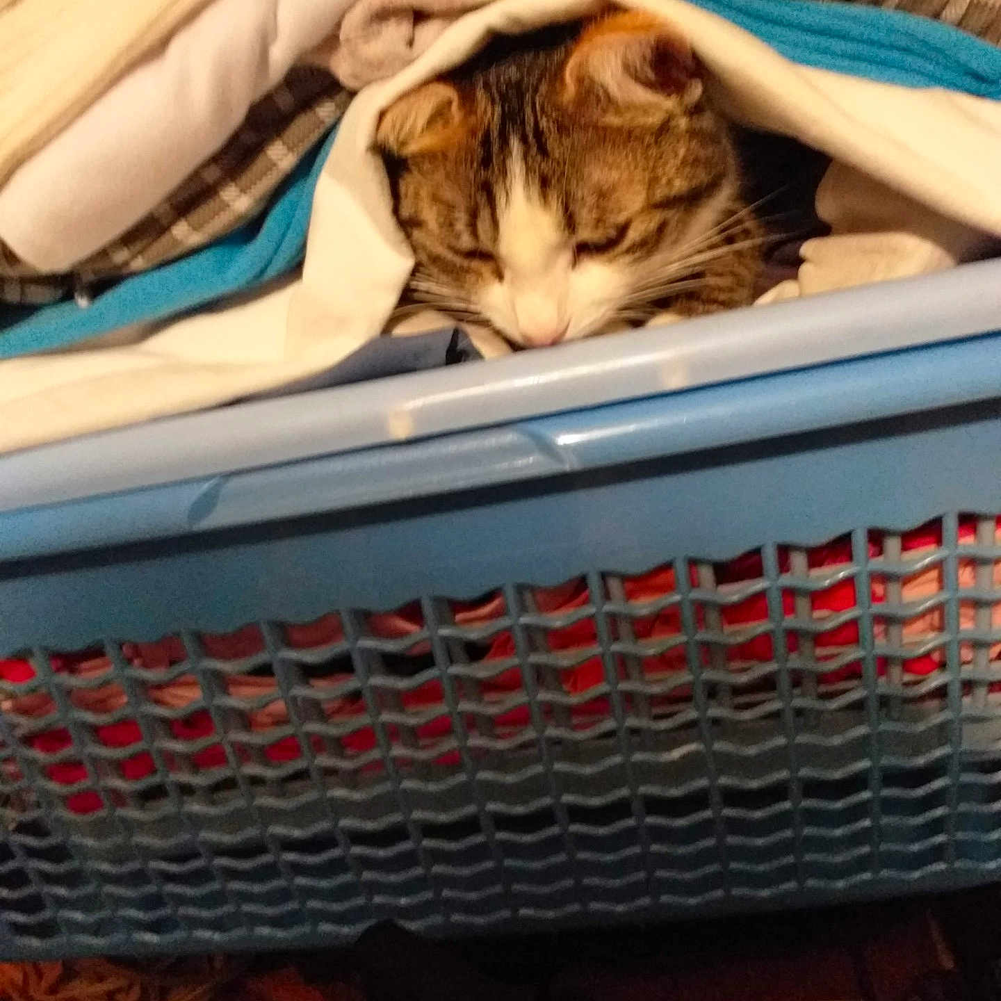 Odyssée participe au concours pour gagner de l'argent avec cette photo : abyssinian, animal, baggage, basket, bed, blanket, cat, closet, crib, cupboard, drawer, furniture, homedecor, infantbed, kitten, laundry, linen, person, pet, sleeping