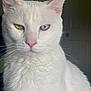 cat, white_cat, heterochromia, close_up, pet, indoor, animal, feline, portrait, whiskers, ears, fur, pink_nose, eyes, one_blue_eye, one_yellow_eye, serious, looking_at_camera, domestic_cat, quiet