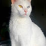 Casper joined the competition — help win amazing prizes! cat, white_cat, heterochromia, yellow_eye, blue_eye, indoor, pet, feline, animal, portrait, fur, whiskers, ears, closeup, sitting, looking_away, soft_light, domestic_cat, cute, calm