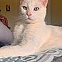Casper is registered to the contest to win money with this photo: cat, white_cat, heterochromia, bed, indoor, pet, animal, feline, resting, closeup, cute, fur, whiskers, portrait, domestic_cat, looking_away, cozy, relaxed, soft_light, ears