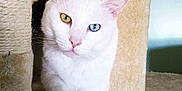 Casper joined the competition — help win amazing prizes! cat, white_cat, heterochromia, cat_tree, pet, animal, indoor, feline, cute, curious, paw, ears, whiskers, close_up, domestic_cat, relaxed, soft_texture, eye_color, kitten, house_pet