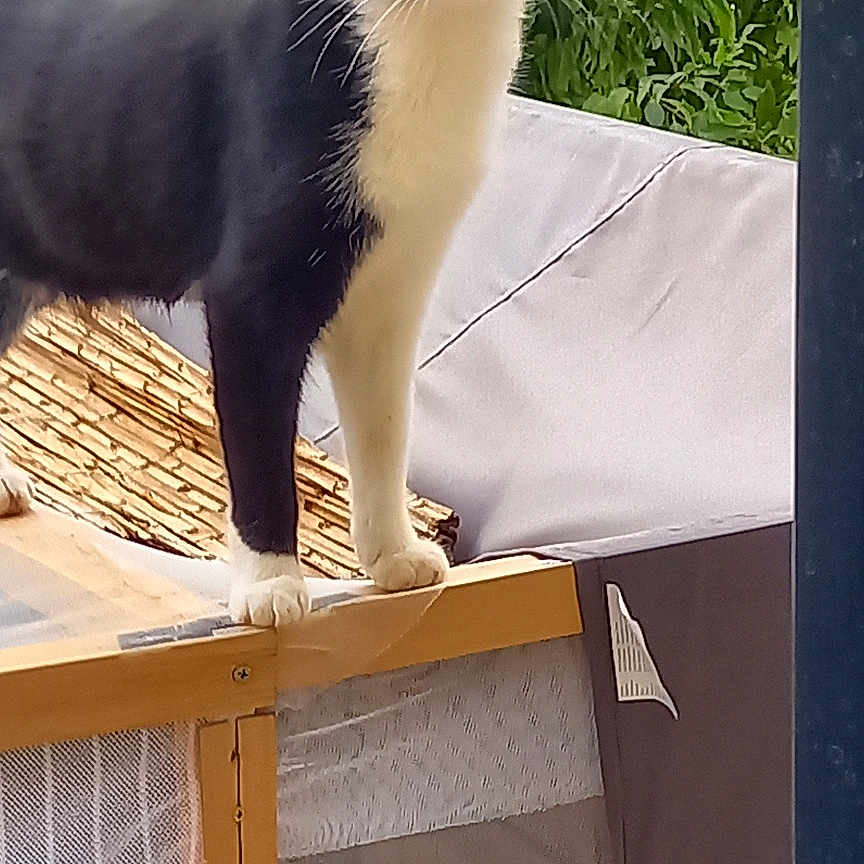 Cochette a rejoint le concours — aidez-le/la à gagner de superbes lots ! alert, animal, background, black_and_white, cat, curious, daylight, ears, eyes, feline, fur, greenery, looking, mesh, nature, outdoor, pet, standing, whiskers, wood