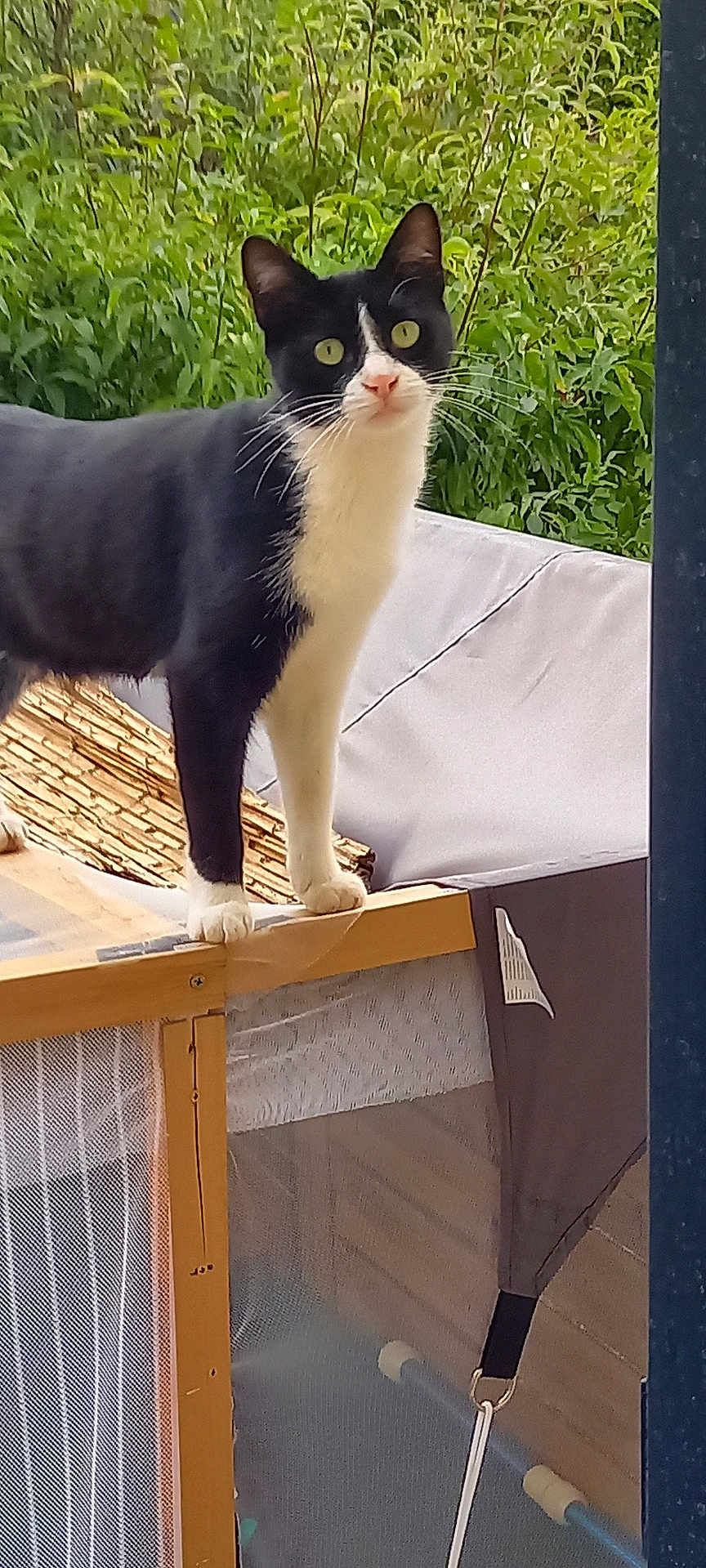 Cochette a rejoint le concours — aidez-le/la à gagner de superbes lots ! cat, black_and_white, animal, pet, outdoor, greenery, wood, mesh, curious, alert, feline, ears, whiskers, eyes, nature, daylight, standing, looking, background, fur