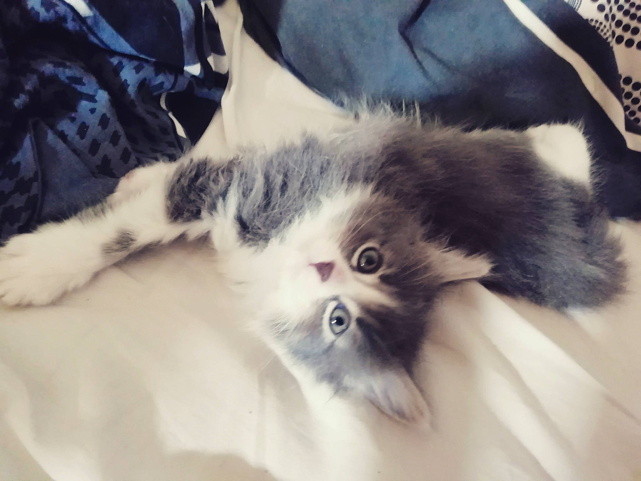 Pussy participe au concours pour gagner de l'argent avec cette photo : canidae, carnivore, companion_dog, dog, dog_breed, ear, eye, fur, havanese, japanese_chin, lhasa_apso, mammal, morkie, nose, puppy, puppy_love, shih_tzu, snout, toy_dog, whiskers