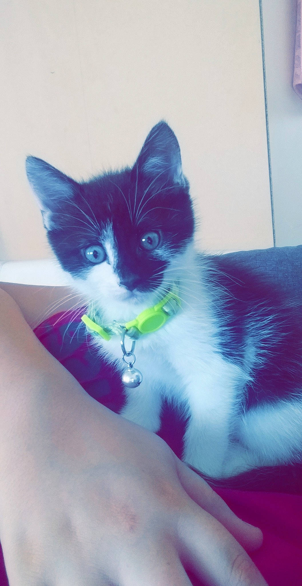 Rocky a rejoint le concours — aidez-le/la à gagner de superbes lots ! aegean_cat, carnivore, cat, domestic_short_haired_cat, eye, felidae, kitten, mammal, ojos_azules, polydactyl_cat, small_to_medium_sized_cats, tail, whiskers