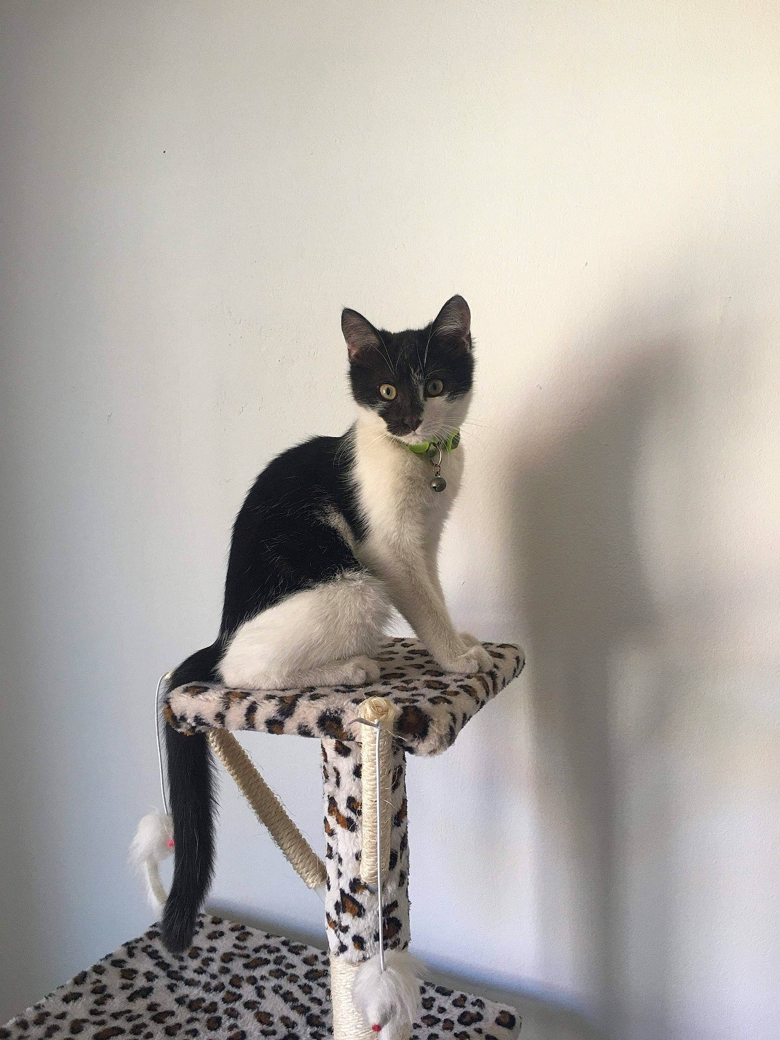 Rocky participe au concours pour gagner de l'argent avec cette photo : aegean_cat, american_wirehair, black_and_white, carnivore, cat, domestic_short_haired_cat, felidae, kitten, mammal, small_to_medium_sized_cats, tail, whiskers