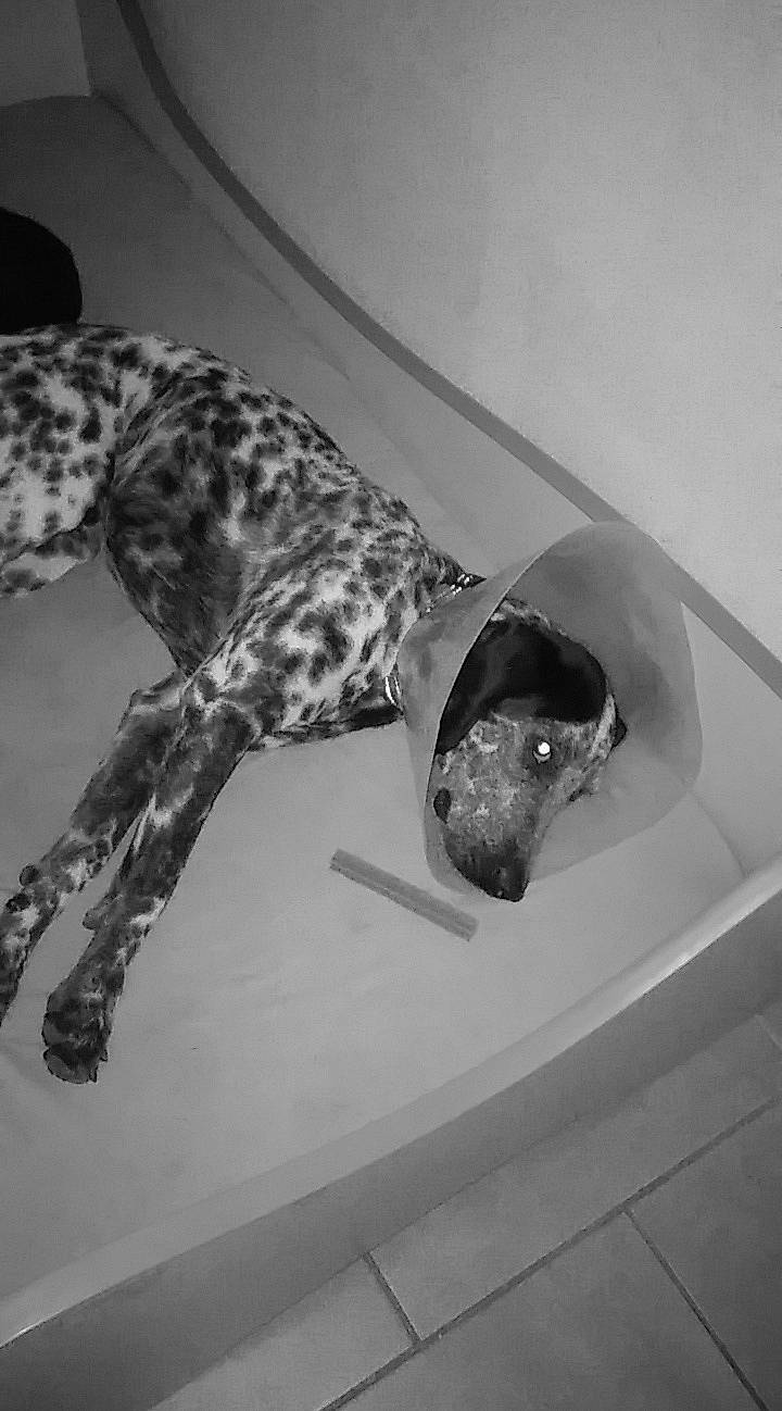 Oscar participe au concours pour gagner de l'argent avec cette photo : black_and_white, braque_dauvergne, canidae, carnivore, dog, dog_breed, german_shorthaired_pointer, lurcher, pointer, pointing_breed, sporting_group