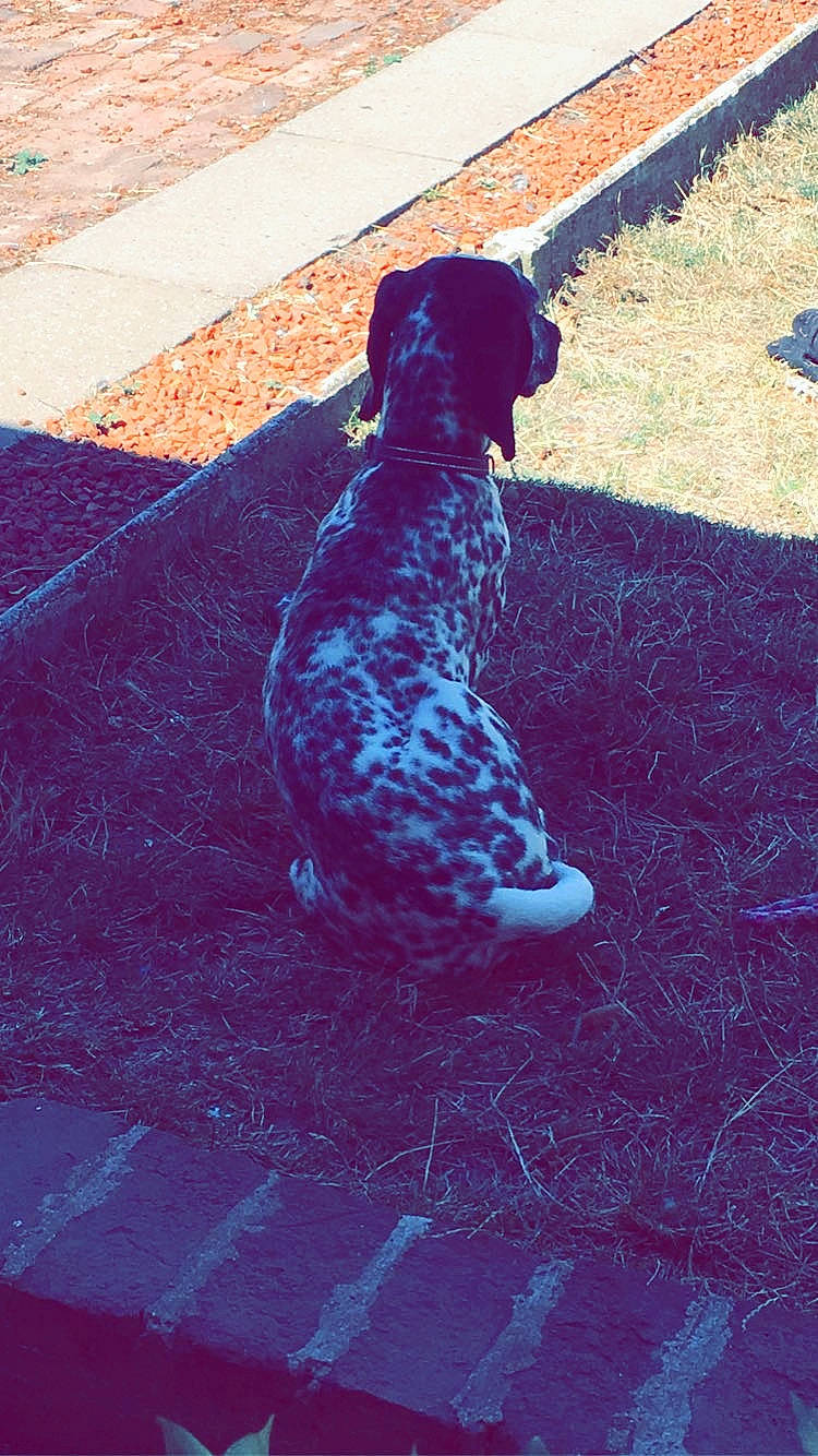 Oscar participe au concours pour gagner de l'argent avec cette photo : art, asphalt, blue, brick, carnivore, companion_dog, dog, dog_breed, electric_blue, fawn, flooring, fur, grass, line, road_surface, sidewalk, snout, tail, tints_and_shades, working_animal