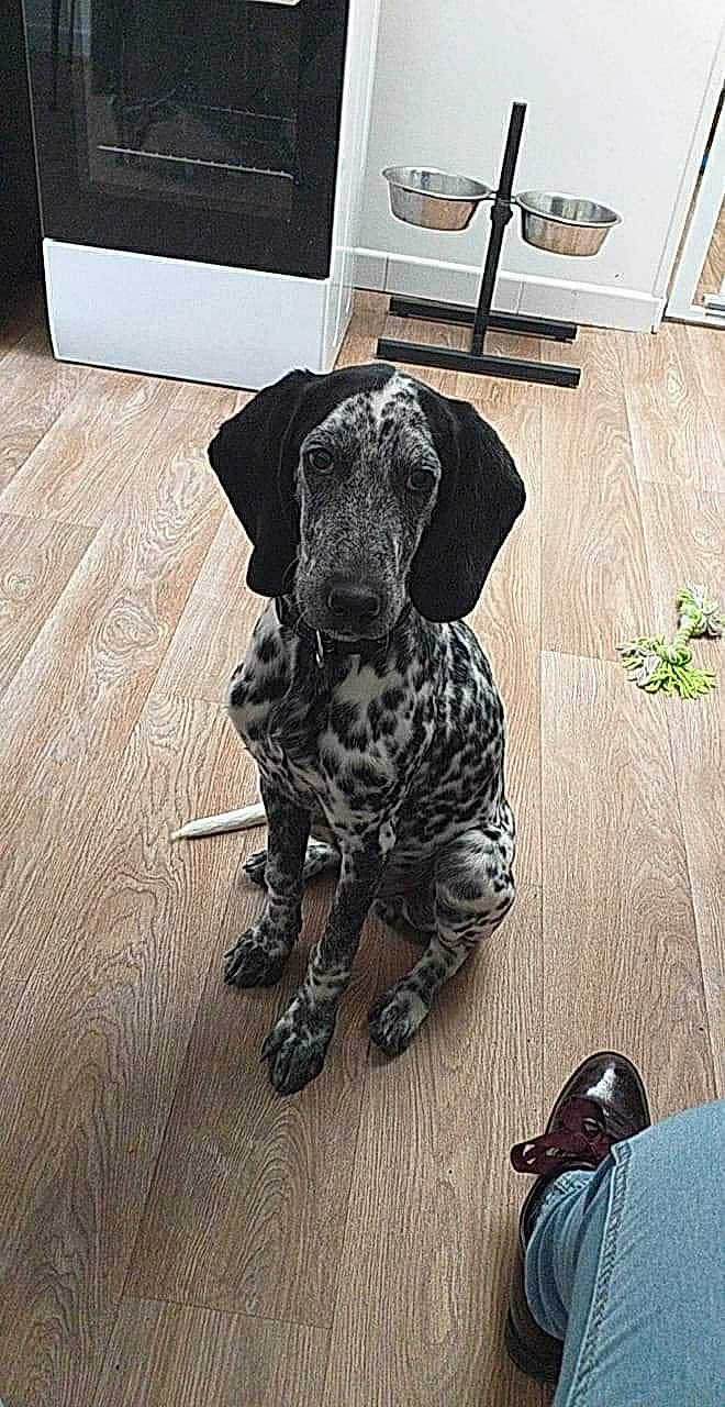 Oscar a rejoint le concours — aidez-le/la à gagner de superbes lots ! braque_dauvergne, canidae, carnivore, dog, dog_breed, floor, flooring, german_shorthaired_pointer, old_danish_pointer, pointer, pointing_breed, sporting_group