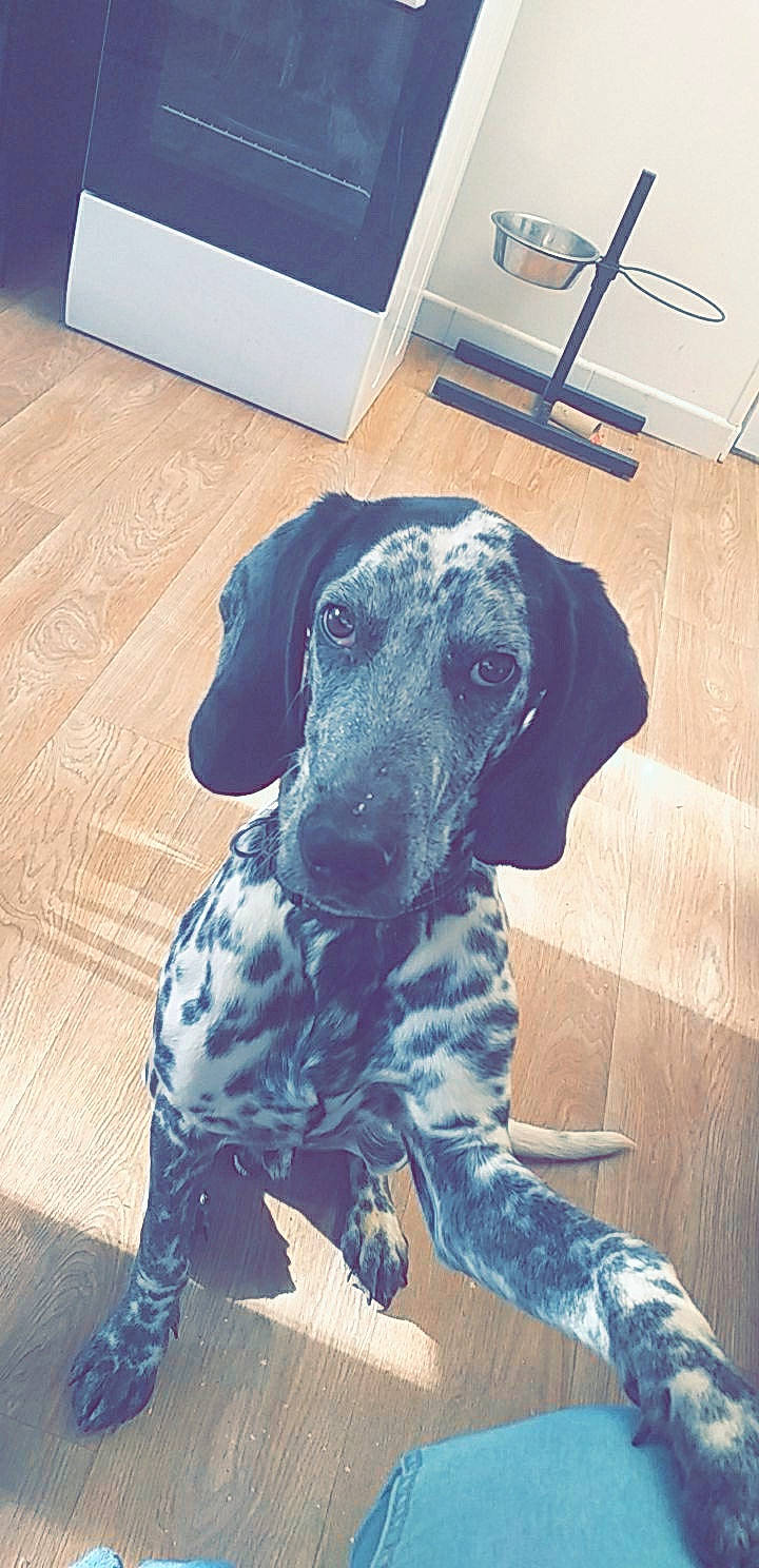 Oscar a rejoint le concours — aidez-le/la à gagner de superbes lots ! canidae, carnivore, chair, comfort, companion_dog, dog, dog_breed, dog_supply, fawn, floor, flooring, hardwood, laminate_flooring, mammal, pet_supply, snout, sporting_group, wood, wood_flooring, working_animal