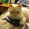 Sugar is registered to the contest to win money with this photo: cat, cream_colored, remote_control, blanket, bedroom, furniture, table, lamp, household_items, relaxed, pet, indoor, cozy, bed, pillow, orange_ears, whiskers, paw, domestic_animal, resting