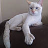 Sugar is registered to the contest to win money with this photo: cat, white_cat, blue_eyes, lounging, pet, feline, indoor, fur, whiskers, tail, paw, animal, domestic_animal, relaxed, leather, close_up, portrait, calm, resting, side_view