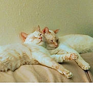 Sugar is registered to the contest to win money with this photo: cat, cats, feline, pets, sleeping, cuddling, cozy, blanket, indoor, fur, animal, domestic, resting, cute, two_animals, mammal, whiskers, ears, relaxing, companions