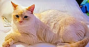 Sugar joined the competition — help win amazing prizes! cat, animal, pet, mammal, cream_color, feline, fur, whiskers, ears, tail, bed, mattress, pillow, indoor, resting, relaxed, looking, close_up, sleepy, cozy