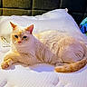 cat, animal, pet, mammal, cream_color, feline, fur, whiskers, ears, tail, bed, mattress, pillow, indoor, resting, relaxed, looking, close_up, sleepy, cozy