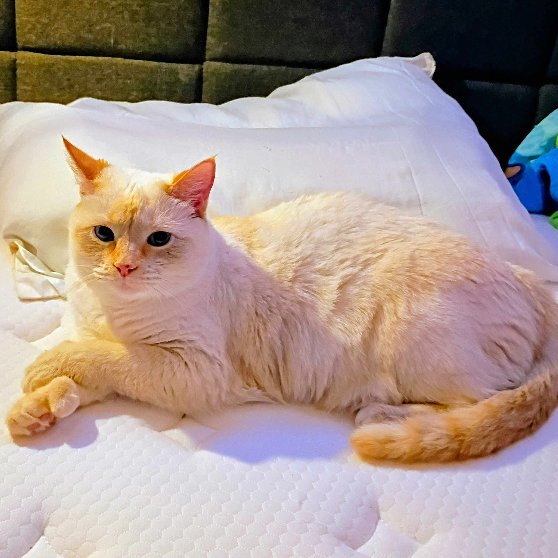 Sugar joined the competition — help win amazing prizes! cat, animal, pet, mammal, cream_color, feline, fur, whiskers, ears, tail, bed, mattress, pillow, indoor, resting, relaxed, looking, close_up, sleepy, cozy