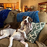 Sadie-Mar joined the competition — help win amazing prizes! animal, blanket, brown_dog, canine, companion, couch, cozy, cute, dog, domestic, fur, home, indoor, living_room, pet, pillow, playful, resting, snuggle, white_dog