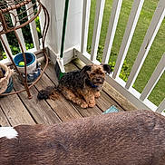 Chase is registered to the contest to win money with this photo: animal, balcony, broom, collar, companion, curious, daylight, dog, fur, greenery, home, large_dog, outdoor, pet, plant_stand, pot, railing, resting, small_dog, wooden_floor