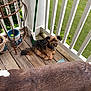 animal, balcony, broom, collar, companion, curious, daylight, dog, fur, greenery, home, large_dog, outdoor, pet, plant_stand, pot, railing, resting, small_dog, wooden_floor