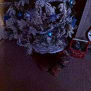 Chase is registered to the contest to win money with this photo: dog, christmas_tree, ornaments, blue, frosted_branches, carpet, indoor, holiday, decorations, red_box, peace_and_joy, pet, fluffy, small_dog, festive, winter, home, cozy, gifts, celebration