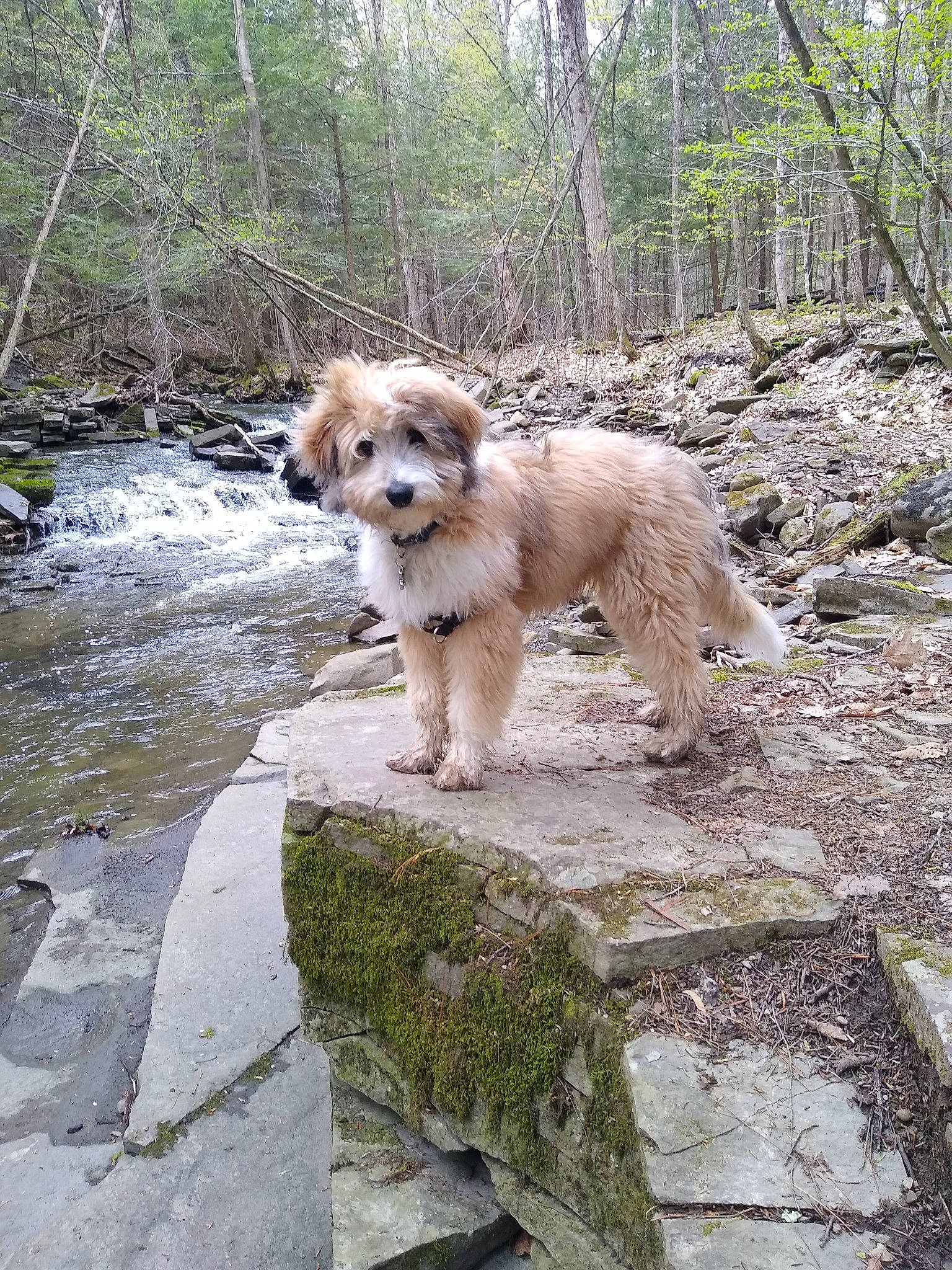 Atlas joined the competition — help win amazing prizes! adventure, canidae, carnivore, companion_dog, dog, dog_breed, fawn, forest, plant, rock, snout, sporting_group, stream, tail, terrestrial_animal, tree, water, wildlife, woodland, working_dog