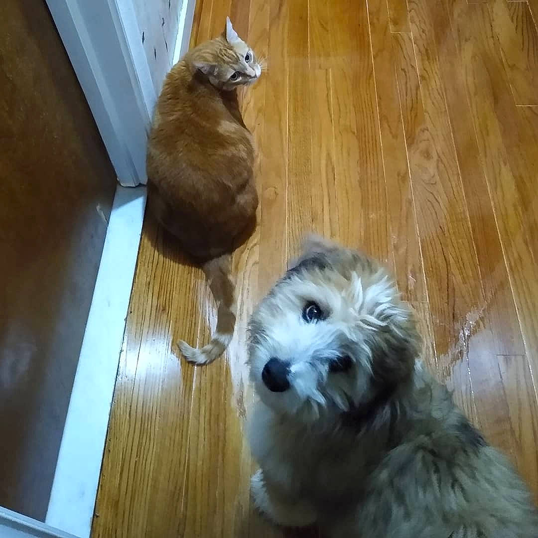 Atlas joined the competition — help win amazing prizes! canidae, carnivore, companion_dog, dog, dog_breed, fawn, felidae, flooring, fur, hardwood, pet_supply, small_terrier, snout, sporting_group, terrier, toy, toy_dog, whiskers, wood, wood_stain