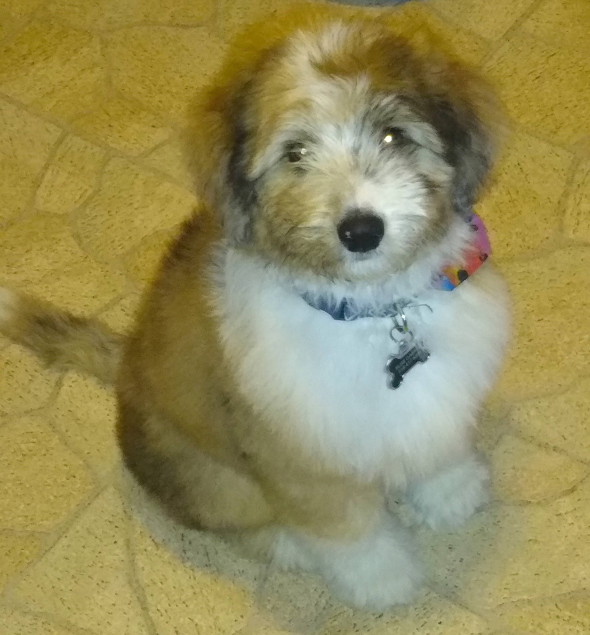 Atlas joined the competition — help win amazing prizes! canidae, carnivore, companion_dog, dog, dog_breed, fur, mal_shi, maltepoo, non_sporting_group, puppy, shih_poo, small_terrier, snout, sporting_group, terrier, toy_dog, water_dog, working_animal