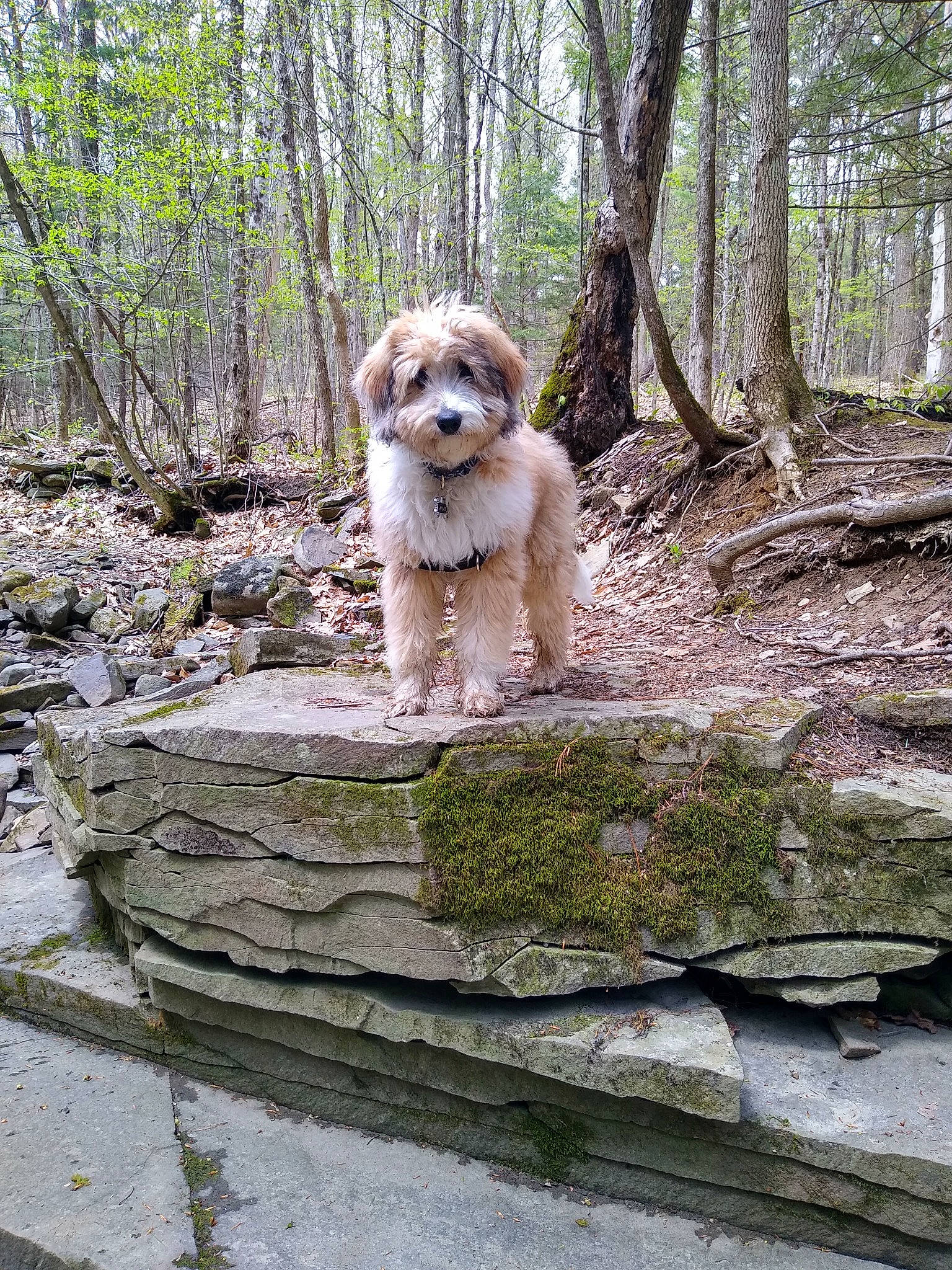 Atlas is registered to the contest to win money with this photo: bedrock, canidae, carnivore, companion_dog, dog, dog_breed, dog_walking, fawn, forest, grass, leash, plant, rock, snout, sporting_group, terrier, toy_dog, tree, walking, wood