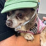dog, small_dog, green_cap, pink_harness, pet, close_up, cute, animal, fur, ears, whiskers, paw, person_arm, indoor, holding, expression, brown_fur, face, canine, companion