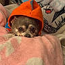 Taco joined the competition — help win amazing prizes! dog, hoodie, orange, blanket, pink, cozy, pet, cute, small_dog, indoor, fur, sleepy, snuggled, soft, comfort, resting, closeup, animal, cute_pet, warm