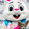 Taco is registered to the contest to win money with this photo: costume, bunny, dog, petco, mascot, pink, small_dog, clothing, person_in_costume, animal, cute, indoor, celebration, holding, pet, furry, ears, face, happy, event