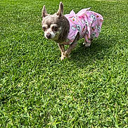 Taco is registered to the contest to win money with this photo: dog, small_dog, pink_clothing, bunny_pattern, grass, lawn, outdoor, garden, potted_plant, greenery, cute, pet, animal, chihuahua, sunlight, ears_up, curious, standing, daylight, nature