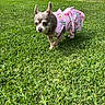 dog, small_dog, pink_clothing, bunny_pattern, grass, lawn, outdoor, garden, potted_plant, greenery, cute, pet, animal, chihuahua, sunlight, ears_up, curious, standing, daylight, nature
