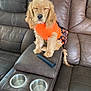 animal, brown_couch, closeup, cozy, cup_holder, cute, dog, domestic_animal, fur, furniture, indoor, leather_couch, orange_sweater, pet, puppy, remote_control, sitting, skirt, sleepy, small_dog