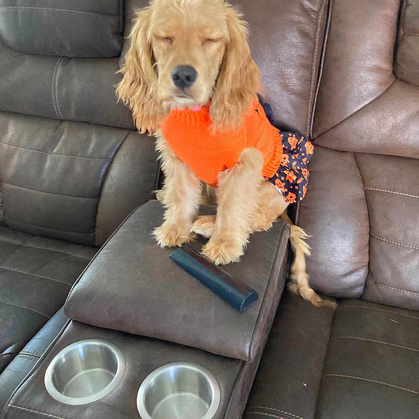 Coco is registered to the contest to win money with this photo: animal, brown_couch, closeup, cozy, cup_holder, cute, dog, domestic_animal, fur, furniture, indoor, leather_couch, orange_sweater, pet, puppy, remote_control, sitting, skirt, sleepy, small_dog