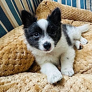 Rocky is registered to the contest to win money with this photo: puppy, dog, black_and_white, fluffy, blanket, cushion, indoors, pet, cute, young, fur, animal, lying_down, resting, nose, ears, paw, striped, cozy, portrait