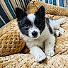 puppy, dog, black_and_white, fluffy, blanket, cushion, indoors, pet, cute, young, fur, animal, lying_down, resting, nose, ears, paw, striped, cozy, portrait