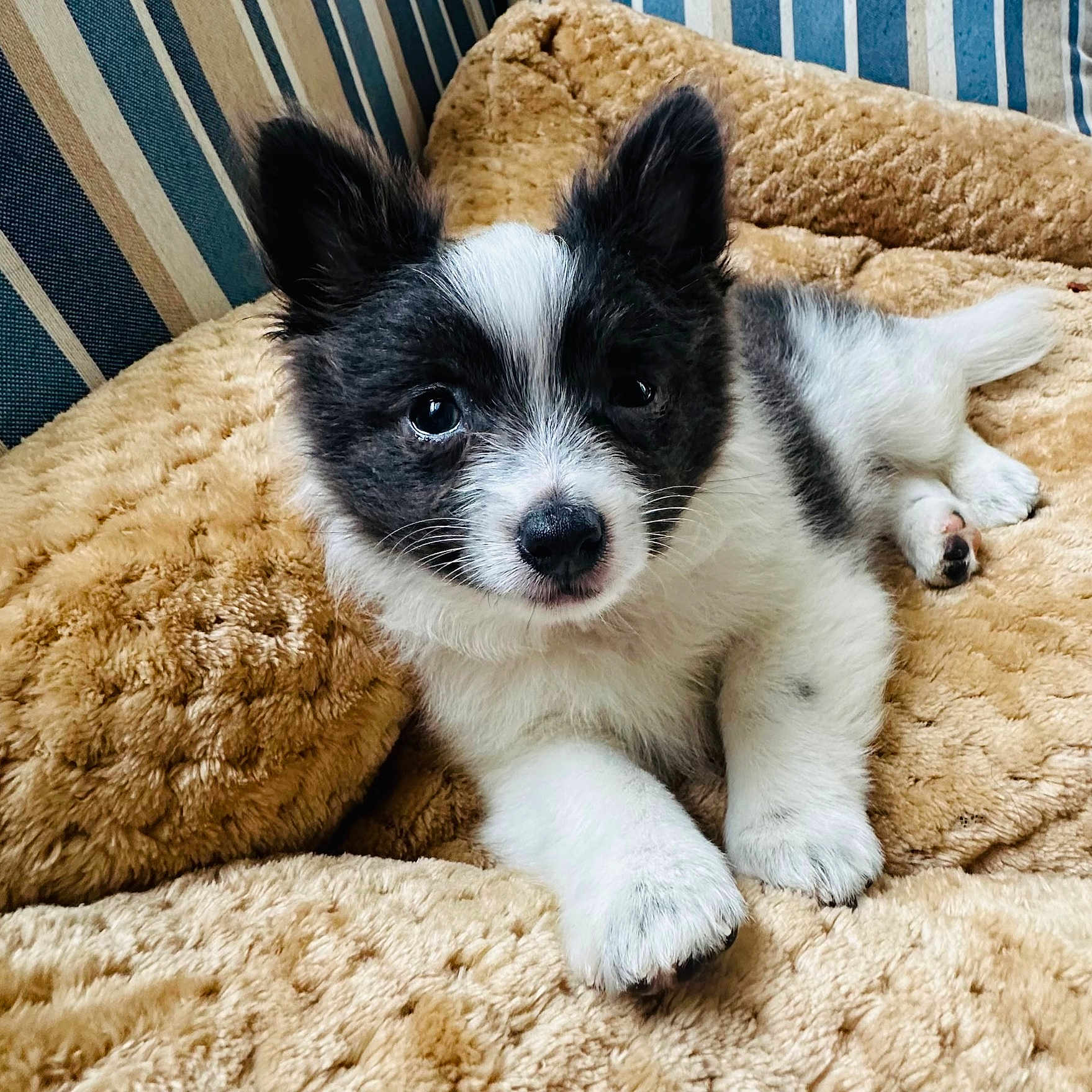 Rocky is registered to the contest to win money with this photo: puppy, dog, black_and_white, fluffy, blanket, cushion, indoors, pet, cute, young, fur, animal, lying_down, resting, nose, ears, paw, striped, cozy, portrait