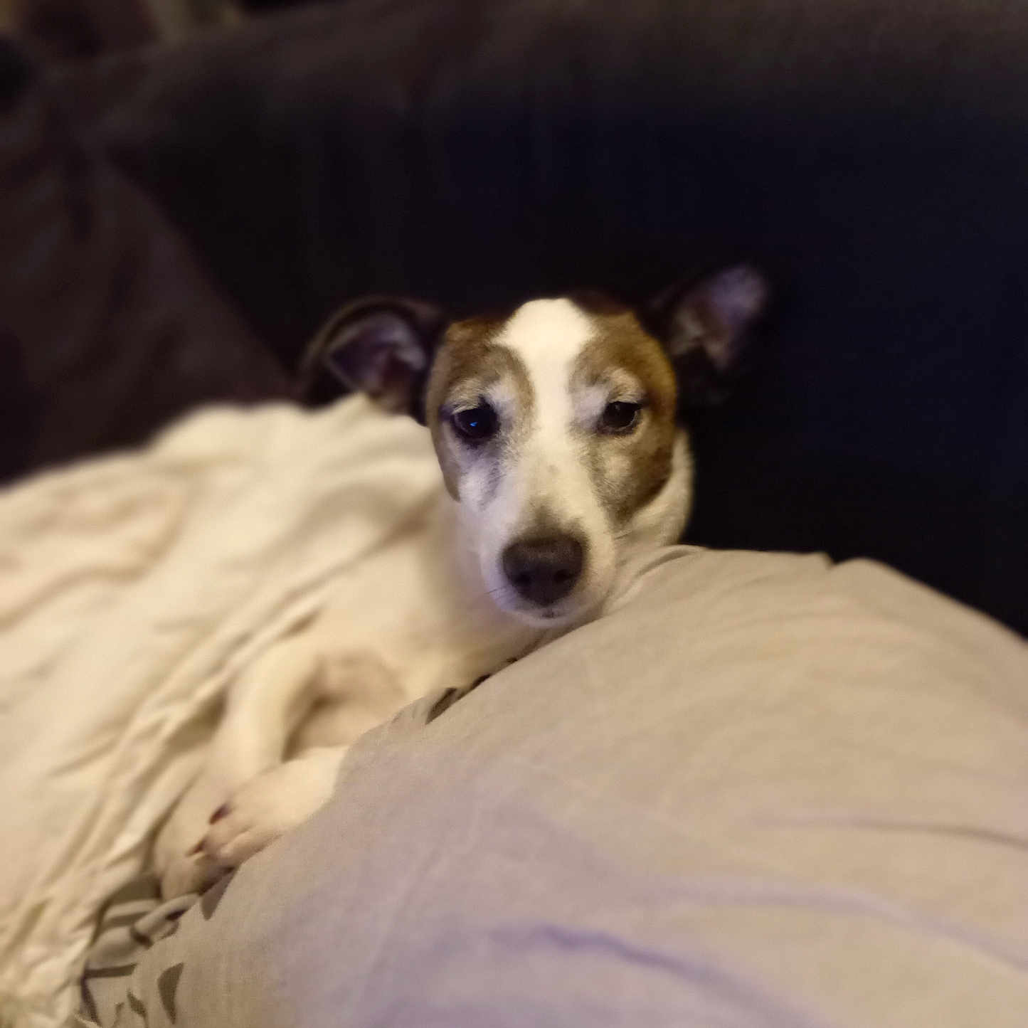 Nala