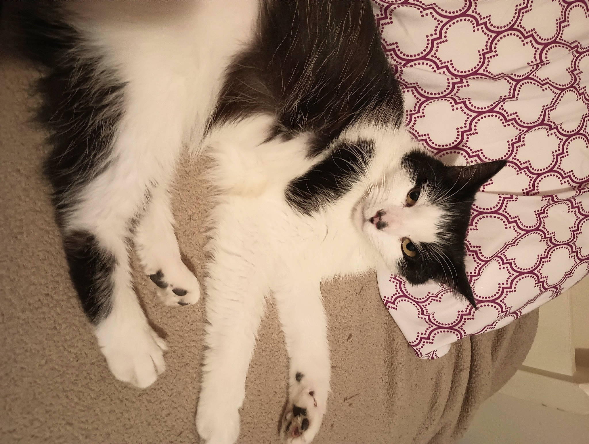 Callie Sadie joined the competition — help win amazing prizes! carnivore, cat, comfort, domestic_short_haired_cat, felidae, flooring, foot, fur, human_leg, leg, monochrome, monochrome_photography, pattern, paw, plant, small_to_medium_sized_cats, snout, tail, textile, whiskers